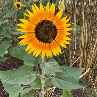 21 – The Man Born Blind (part 2)