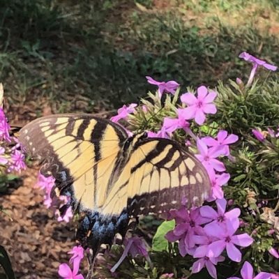 12 – Healing at Bethesda and its Repercussions