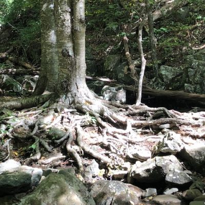 Walking with Jesus: Faithfulness, Not Success