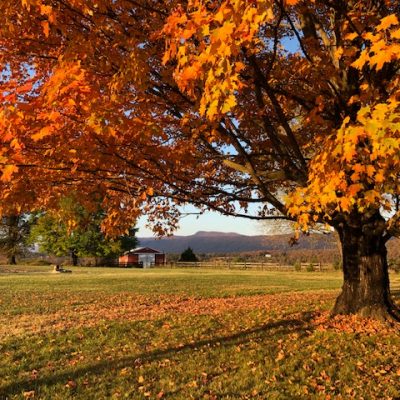 The Kingdom of Heaven: The Best News You’ll Hear Today