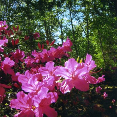 16 – The Feast of Booths