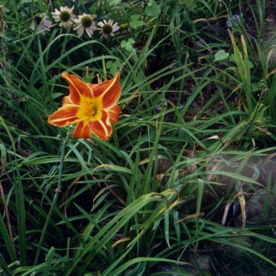 15 – The Best Life